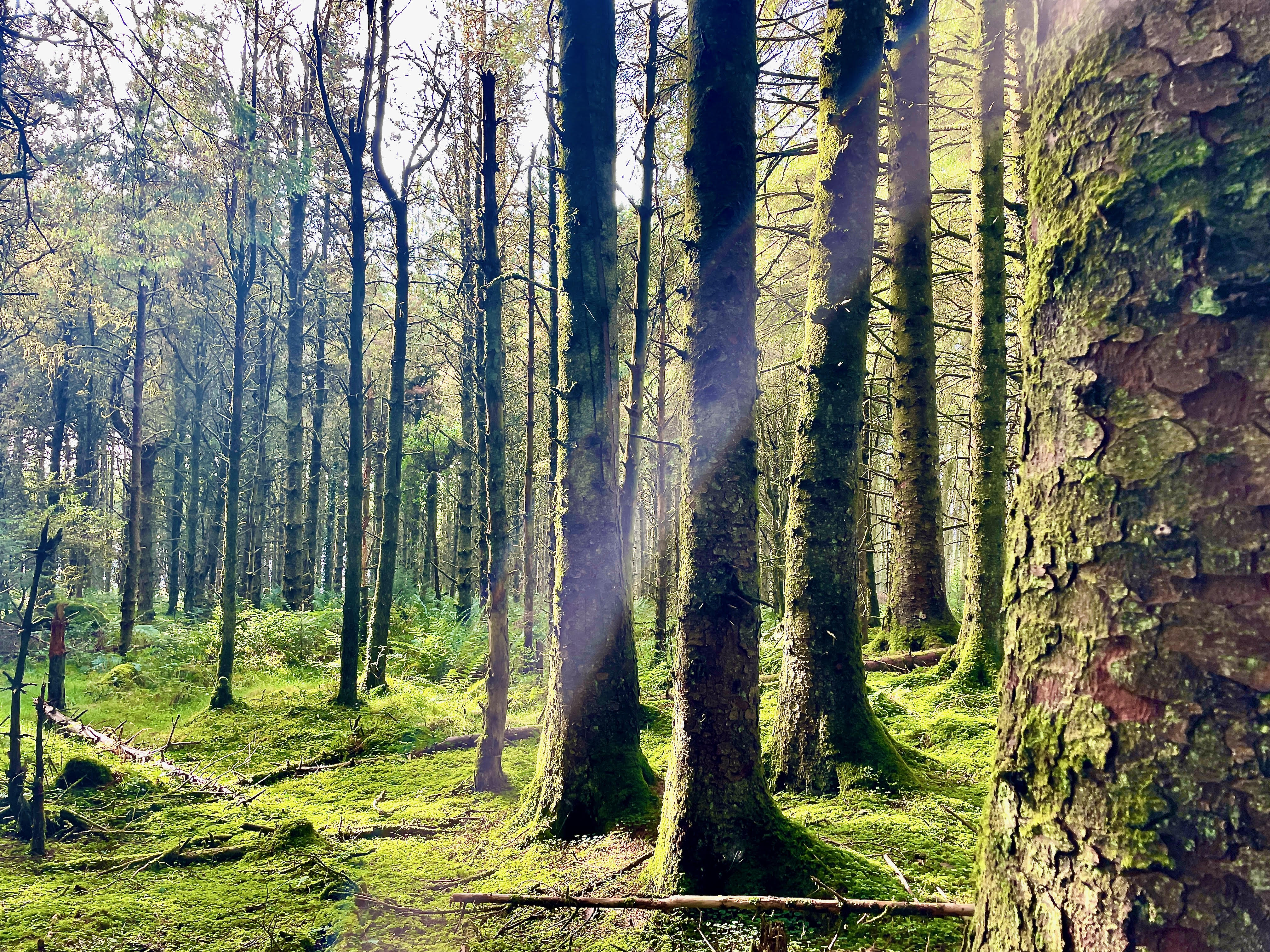 light filtering through the trees in an enchanting forest in Cavan Burren Park, Blacklion, Ireland