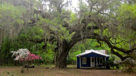 Photo of a small cabin under a large weeping tree